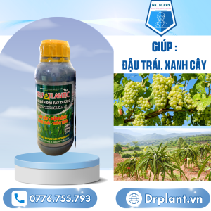 Kelpatlantic Drplant.vn 1