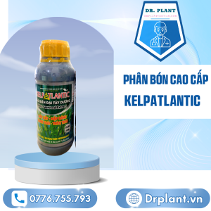 Kelpatlantic Drplant.vn